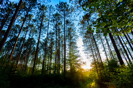 Conservation experts say less than 7% of the acreage within Wisconsin's Chequamegon-Nicolet National Forest has old-growth forest characteristics. (Adobe Stock)