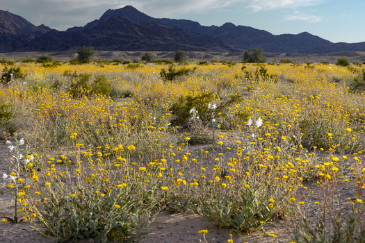 The proposed Chuckwalla National Monument near Joshua Tree National Park is home to more than 50 species which are threatened, endangered, sensitive or otherwise of concern. (Adobe Stock)
