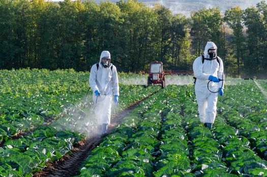 The pesticide Dacthal is often used on vegetable farms for crops like cabbage and onions. (Adobe Stock)