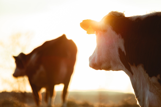 Around 1 million chickens, 14,000 pigs and 4,000 cows are slaughtered every hour in the United States, according to the Animal Welfare Institute. Advocates said despite congressional action, enforcement of the Humane Methods of Slaughter Act by government regulators remains lacking. (Adobe Stock)