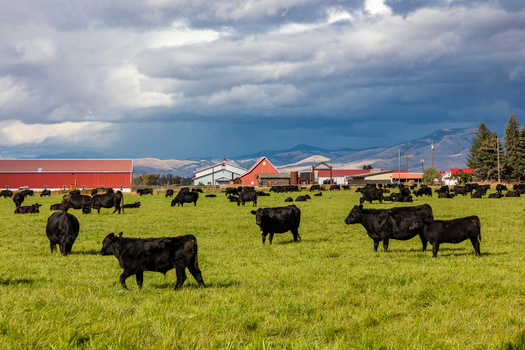 Four companies control 85% of the beef processed in the United States, according to data just released by the advocacy group Farm Action. Consolidation continues to grow in the agriculture industry. (Adobe Stock) 