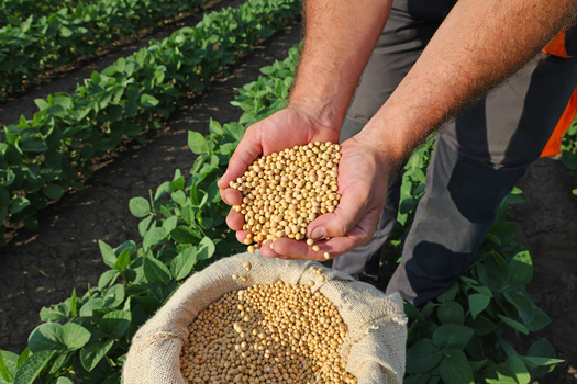 Analysts say while the U.S. economy is on solid ground, the farming sector is in a downturn. There are concerns that if a second Trump administration were to come into play, policies tied to the campaign would bring even more hardships to producers. (Adobe Stock)