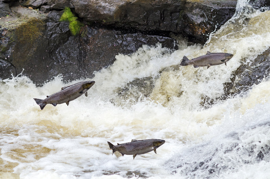 The Klamath River was once home to the third largest salmon run on the West Coast. (Piotr Wawrzyniuk/Adobe Stock) 