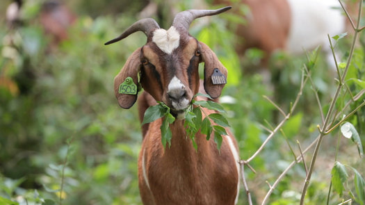 Goats on the Go clear brush and other unwanted vegetation, including poison ivy, often to restore native grasses to Iowa farm and grass lands. (Matt Vermeersch)