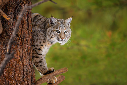 Bobcats are elusive, native predators known for their sharp senses and solitary nature, typically hunting at dawn or dusk. (Adobe stock)