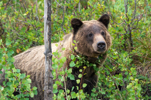 A new U.S. Fish and Wildlife Service cattle grazing rule is being challenged by environmental advocates who claim it would increase dangerous interactions between cattle and grizzlies. (Adobe Stock)