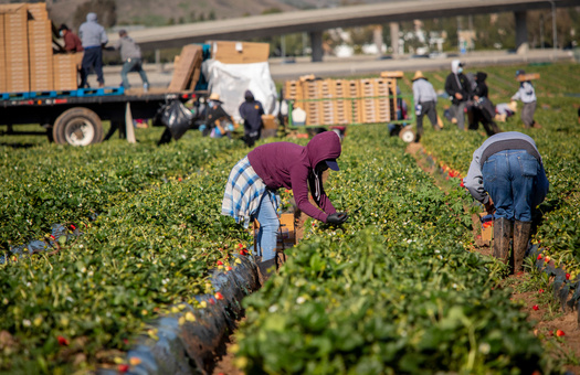 The ACLU of Arkansas says immigrant workers are an integral part of the Arkansas economy. (F Armstrong Photo/Adobe Stock)
