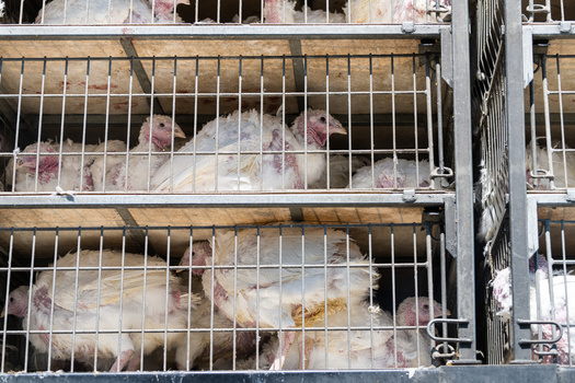 Every year, humans around the world eat 360 million metric tons of meat, according to OurWorldinData.org. (Adobe Stock)