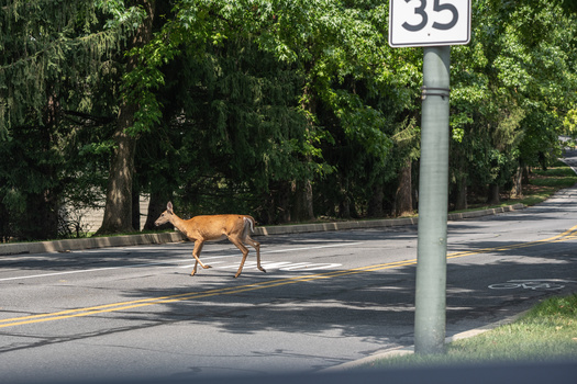 Deer-vehicle collisions tend to rise during the fall and winter months when deer are more active due to mating season and shorter days. (Lee/Adobe Stock)
