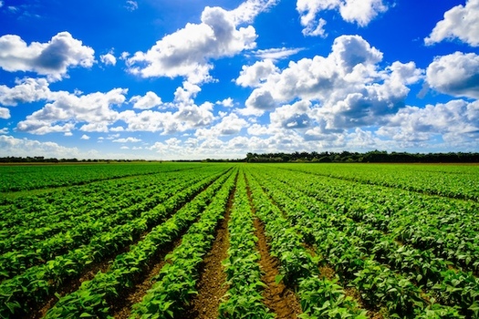 According to the Florida Department of Agriculture, Florida ranks 15th among states in the number of farms, and 29th for the amount of land farmed in the state. (Adobe Stock)