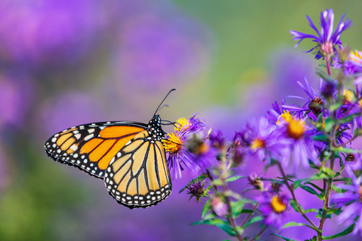 The International Union for Conservation of Nature listed monarch butterflies as 