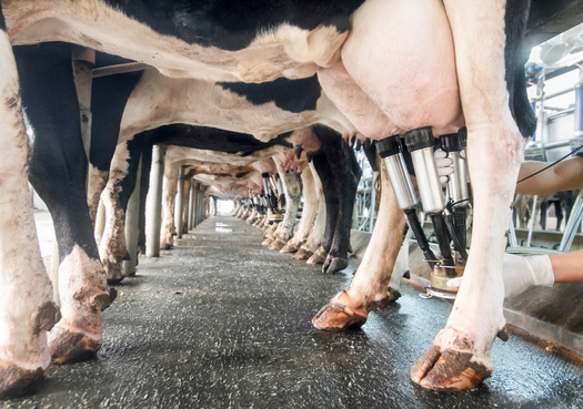 Since the 1940s, about 50% of zoonotic diseases have been traced to agriculture, according to research in the journal BioScience. (Adobe Stock)