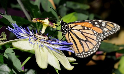 A monarch butterfly can travel between 50 to 100 miles a day during its migration. (Thomas Bresson/ Wikimedia Commons)
