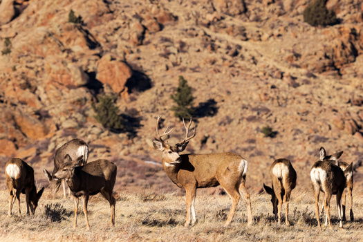 According to the Wyoming Game and Fish Department, mule deer were uncommon in the early 1900s. Their populations surged in the 1950s and 1960s, peaked in 1991, but are now seeing historic lows. (M. Leonard Photo/Adobe Stock)