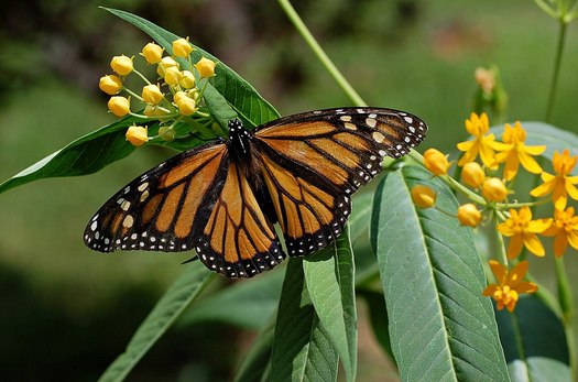 A monarch butterfly can travel between 50 to 100 miles a day during its migration. (Derek Ramsey/Wikimedia Commons)