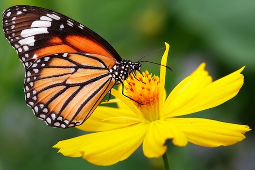 In 2022, the International Union for Conservation of Nature added monarch butterflies to its Red List of Threatened Species, highlighting the significant decline in their populations because of habitat loss, climate change and pesticide use. (Adobe Stock)