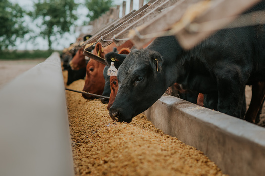 Animal nutritionists confirm sugar is a key energy source for cows, due to its concentrated and rapidly digestible nature. (Adobe Stock) 