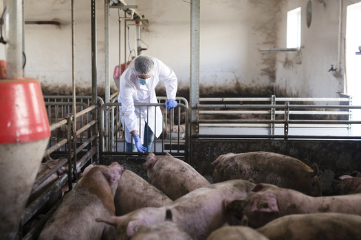 According to 2021 data, Nebraska was home to more than 1,700 concentrated animal feeding operations. (Freepik)