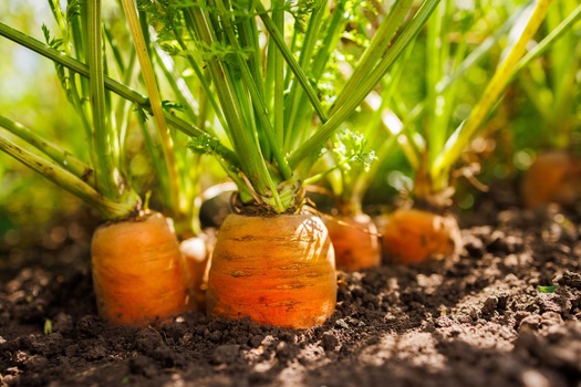 A new report from the University of California-Santa Barbara argued nature-based agriculture can reduce the environmental footprint of fossil fuel-based, chemical-intensive agriculture while providing good jobs in rural areas. (Adobe Stock)