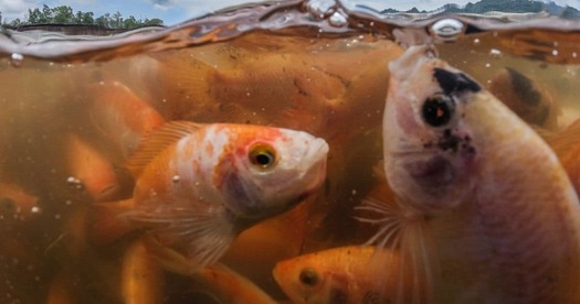 A new study examined the true sustainability of fish farming. (Lilly Agustina/Act For Farmed Animals/We Animals)
