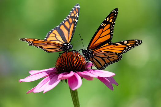 More than 2,000 cities and towns have worked to protect the monarch butterfly by joining the Mayor's Monarch Pledge, organized by the National Wildlife Federation. (Dave/Adobe Stock)