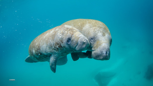 Florida manatees are found throughout coastal Florida and prefer waters above 70 degrees F. in temperature. (NOAA) 