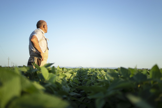North Dakota is listed as a top 10 state for soybean production. Agriculture policy analysts say these types of crops would again suffer under a renewed trade war led by the incoming Trump administration. (Freepik)
