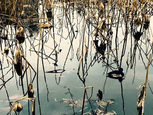 The Union of Concerned Scientists warns that several Midwestern states, including Minnesota, could lose $22 billion in flood mitigation benefits as industrial farm expansion threatens wetlands. (Freepik)