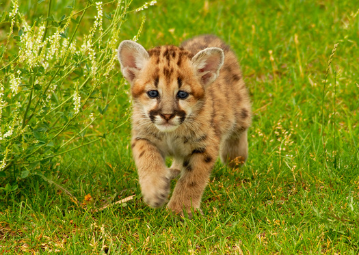 Mountain lions, found throughout North and South America, thrive in diverse environments, from dense forests to arid deserts. (Krzysztof Wiktor/Adobe Stock) 