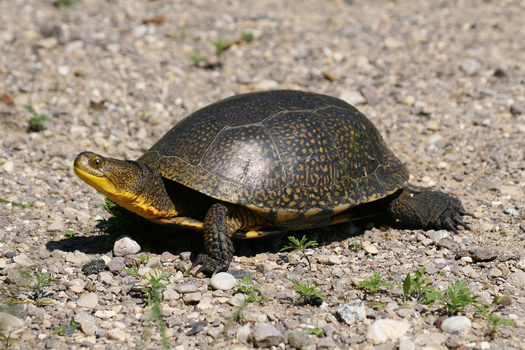 The Blanding's turtle lives in the water but does spend time on dry land, where females nest. (Adobe Stock)