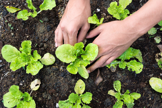 A new report from the University of California-Santa Barbara says nature-based agriculture can reduce the environmental footprint of chemical-intensive agriculture and provide good jobs in rural areas. (Adobe Stock)