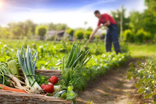A new study from the University of California-Santa Barbara says nature-based agriculture can reduce the environmental footprint of chemical-intensive agriculture while providing good jobs in rural areas. (Adobe Stock)