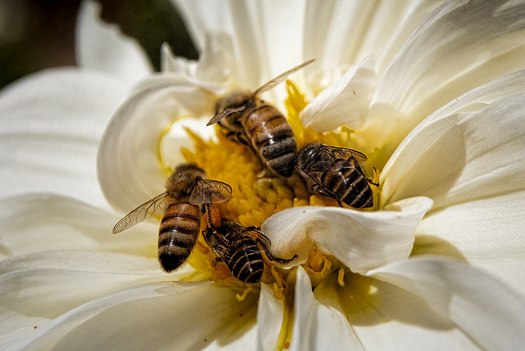 Invertebrates include a variety of pollinators, such as bees, butterflies and moths. (Phillip Nalangan/ Wikimedia Commons)