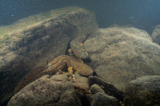 The Eastern hellbender, one of the largest salamanders in the United States, plays a vital role in freshwater ecosystems. (Adobe Stock)