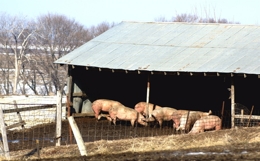 Iowa is the nation's top hog producer, with a population of 23.4 million pigs. This means that for every Iowan, there are 7.3 pigs. Hogs are routinely raised in large confinements, which are known to pollute air and groundwater. (Adobe Stock)