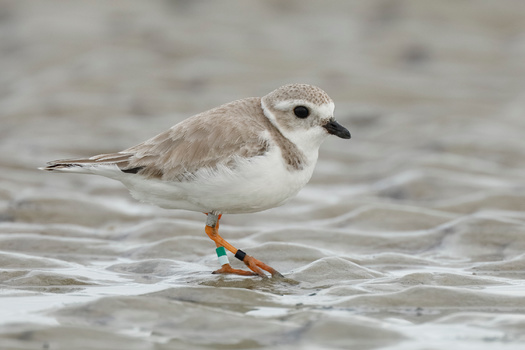 The piping plover nests in open, sandy areas near water and winters on coastal tidal flats and beaches(Brian Lasenby/Adobe Stock)