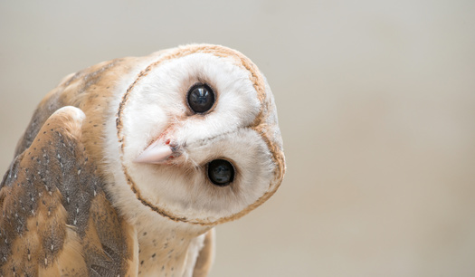 Volunteers for the National Audubon Society's annual Christmas Bird Count are always needed, organizers said. (Adobe Stock)