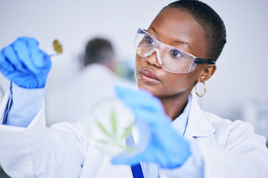 In 2021, Black people owned less than 2% of companies within the $18 billion cannabis industry, according to a report by Leafly. (Adobe Stock) 