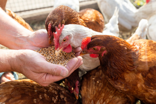 In October, the United States allocated $72 million toward avian flu vaccines, aiming to strengthen national preparedness against potential outbreaks. (Adobe Stock)