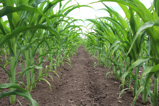 U.S. Census of Agriculture figures from 2022 showed Illinois had almost 72,000 farms and ranches, down 2% from 2017. (Adobe Stock)