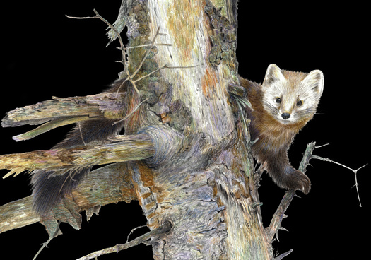 American martens require very specific living parameters and are hyper sensitive to any changes in their habitat. (Adobe Stock) 