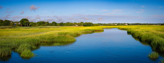 Since colonial times, settlers along the coast cut perennial marsh grasses into what they called salt hay. (Naya Na / Adobe Stock)