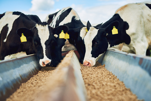 Ag policy experts wonder if a second Trump administration will create a more regulatory-friendly environment for larger livestock operations and commodity farmers. They say growing a lot of corn, for example, might appear good, but it fuels feed for concentrated animal feeding operations. (Adobe Stock)