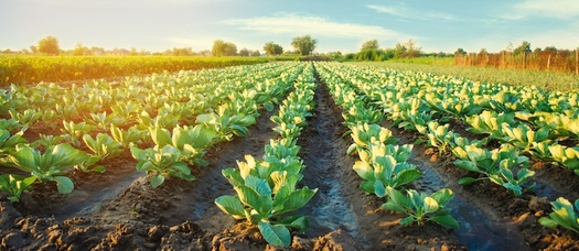 Congress's latest one-year Farm Bill extension provides $20 billion in funding for federal farm programs and $10 billion in direct economic relief to farmers. (Adobe Stock)