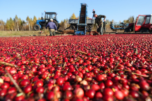 The Healey-Driscoll Administration has announced $3.6 million in more than 100 grant awards through several programs, including the Cranberry Bog Renovation Grant Program, which aims to improve bog design and reduce negative environmental impacts from cranberry production. (Adobe Stock)