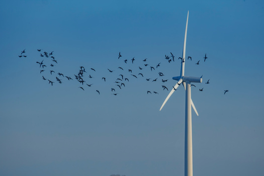 The impacts of offshore transmission on the seabed can be mitigated with micrositing and proactive planning, which is critical for protecting ocean species, according to a report from the National Wildlife Federation. (Adobe Stock) 