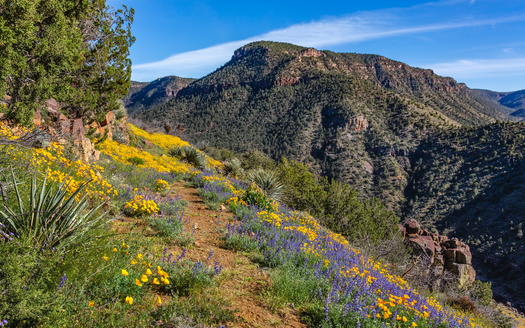 More than three-quarters of Western voters say more emphasis should be placed on conserving wildlife migration routes than on economic uses of lands in these areas, according to the State of the Rockies Project. (Adobe Stock)