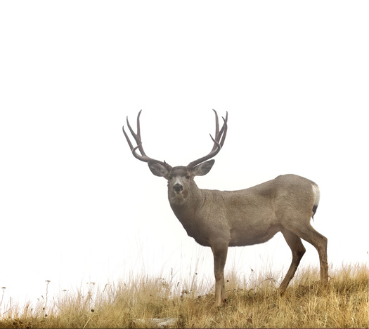 75% of Nevadans think more emphasis should be placed on conserving wildlife migration routes than on new developments, according to Colorado College's State of the Rockies Project. (Adobe Stock)