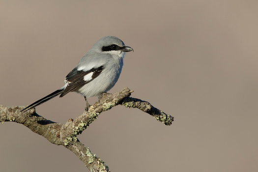 Audubon's scientists analyzed 140 million bird observations and used advanced climate models to predict the impact of climate change on the loggerhead shrike's range. (AGAMI/Adobe Stock)