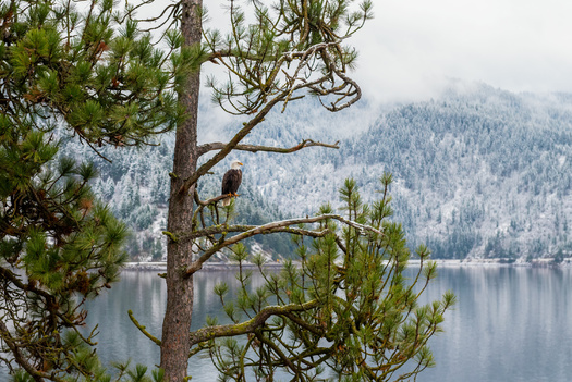 Last year, the Bureau of Land Management reported more than 400 bald eagles visited Lake Coeur d'Alene on a single day in December. (Myk Crawford/Adobe Stock) 